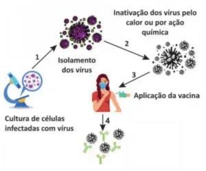 Esquema das etapas de produção de uma vacina: 1) isolamento dos vírus a partir de cultura de células infectadas; 2) inativação dos vírus pelo calor ou por ação química; 3) aplicação da vacina; 4) produção de anticorpos pelo organismo.