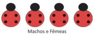 Ilustração com quatro joaninhas representando machos e fêmeas. As duas primeiras possuem quatro pintas pretas nas asas e as duas últimas apresentam uma linha preta vertical no centro das asas.