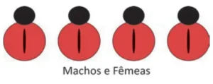 Ilustração com quatro joaninhas representando machos e fêmeas. A primeira possui quatro pintas pretas nas asas, a segunda apresenta uma linha preta vertical no centro das asas e as duas últimas possuem quatro pintas e uma linha preta vertical.