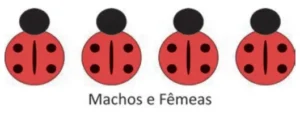 Ilustração com quatro joaninhas representando machos e fêmeas. Todas apresentam quatro pintas pretas distribuídas nas asas, sem linha preta vertical no centro.