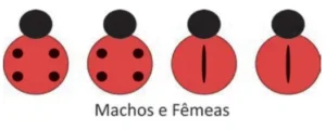 Ilustração com quatro joaninhas representando machos e fêmeas. Todas apresentam apenas uma linha preta vertical no centro das asas, sem pintas.