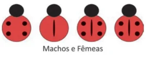 Ilustração com quatro joaninhas representando machos e fêmeas. Todas apresentam quatro pintas pretas nas asas e uma linha preta vertical no centro.