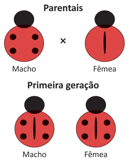 Esquema de cruzamento de joaninhas. Parentais: macho com pintas distribuídas no corpo × fêmea com uma faixa vertical central. Primeira geração: macho e fêmea, ambos apresentando pintas e faixa combinadas.