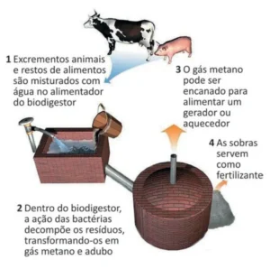 Esquema de um biodigestor em quatro etapas: 1) excrementos animais e restos de alimentos são misturados com água no alimentador do biodigestor; 2) dentro do biodigestor, a ação das bactérias decompõe os resíduos, transformando-os em gás metano e adubo; 3) o gás metano pode ser encanado para alimentar um gerador ou aquecedor; 4) as sobras servem como fertilizante.