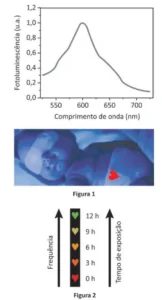 Gráfico do espectro de fotoluminescência (u.a.) em função do comprimento de onda (nm), com pico em torno de 600 nm. Figura 1: foto de um bebê em banho de luz azul com sensor em forma de coração na fralda. Figura 2: escala mostrando a evolução da cor do sensor (de vermelho para verde) com o aumento da frequência ao longo do tempo de exposição (0 h a 12 h).