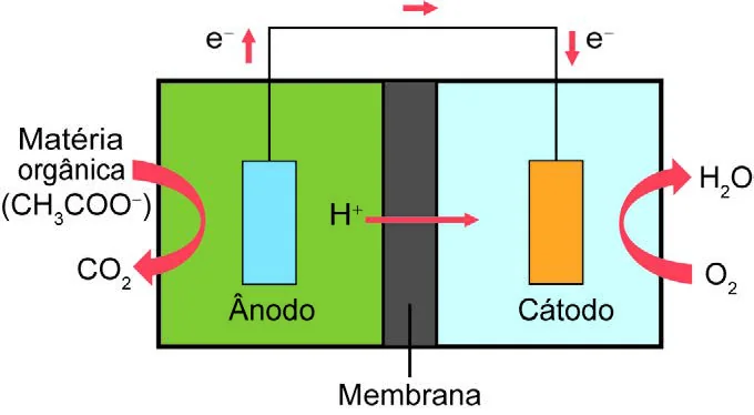 Esquema de uma célula a combustível microbiana com duas câmaras separadas por membrana. Na câmara da esquerda (ânodo), bactérias formam biofilme e ocorre a semirreação de oxidação do acetato; na câmara da direita (cátodo), ocorre a redução do oxigênio. Um fio externo com o fluxo de elétrons conecta os eletrodos