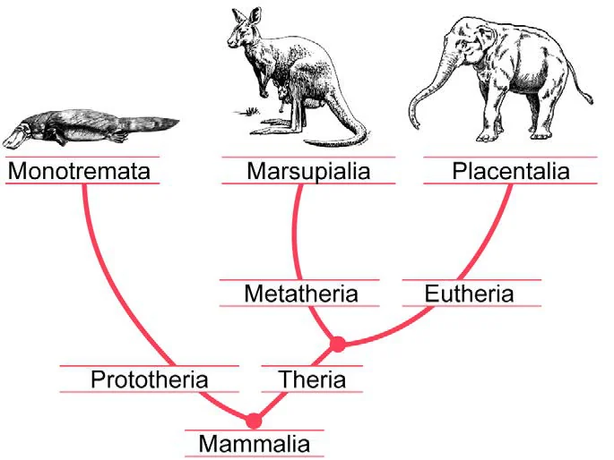 Cladograma evolutivo ramificando um ancestral comum em diferentes grupos de animais, indicando ao longo dos ramos características associadas a padrões de reprodução e de nutrição dos embriões e descendentes, como fecundação externa e interna, vesícula vitelínica e lactação