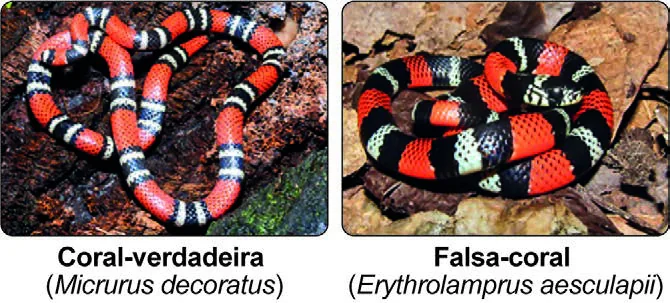 Duas fotografias de serpentes com padrão de coloração muito semelhante, formado por anéis vermelhos, pretos e claros ao longo do corpo: uma é uma coral-verdadeira peçonhenta e a outra é uma falsa-coral não peçonhenta