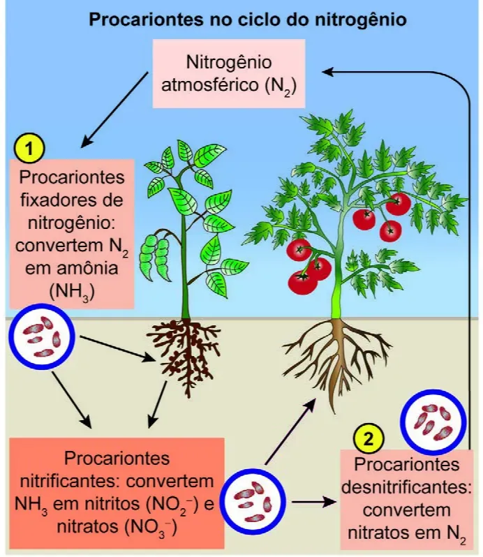 Esquema do ciclo do nitrogênio mostrando etapas numeradas de transformação entre nitrogênio atmosférico, amônia, nitrito e nitrato mediadas por microrganismos.