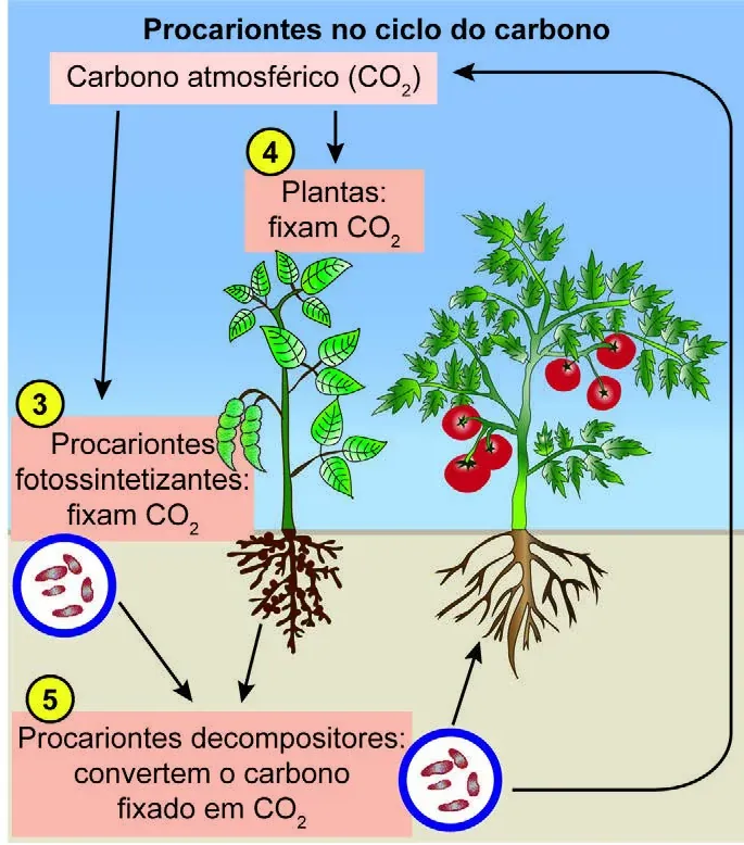 Esquema do ciclo do carbono mostrando etapas numeradas de transformação entre gás carbônico, matéria orgânica e outras formas de carbono mediadas por organismos