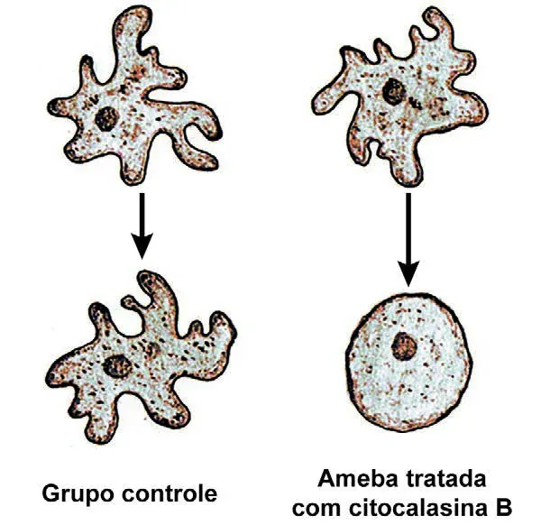 Esquema comparativo de células de Amoeba proteus: no grupo controle, a ameba mantém formato irregular com pseudópodes e capacidade de movimento; no grupo tratado com citocalasina B, a célula perde os pseudópodes e assume formato arredondado, com movimento comprometido
