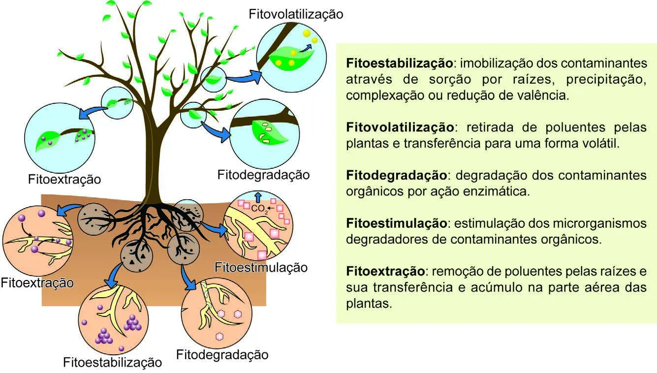 Figura esquemática dos métodos de fitorremediação de solos contaminados, mostrando uma planta e os processos de fitoestabilização nas raízes, fitoextração com acúmulo na biomassa, fitodegradação por enzimas e fitovolatilização, com o poluente sendo liberado para a atmosfera em forma volátil." /> <small>LUIZ, E. P. Avaliação dos métodos de fitorremediação [...] na remoção de chumbo, cobre e zinco. São Paulo: UFABC, 2016 (adaptado)